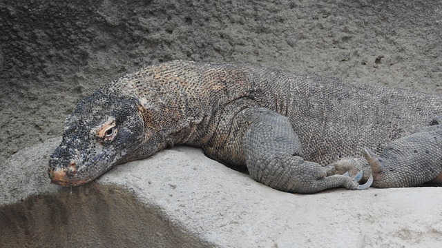 科莫多巨蜥龙 巨蜥Komodoensis 的最大的爬行动物 - 上的免费照片