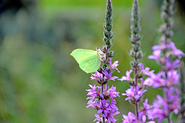 蝴蝶 Zitronenfalter Schmetterling - 上的免费照片