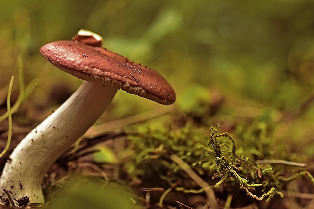 蘑菇 红菇 森林地面 - 上的免费照片