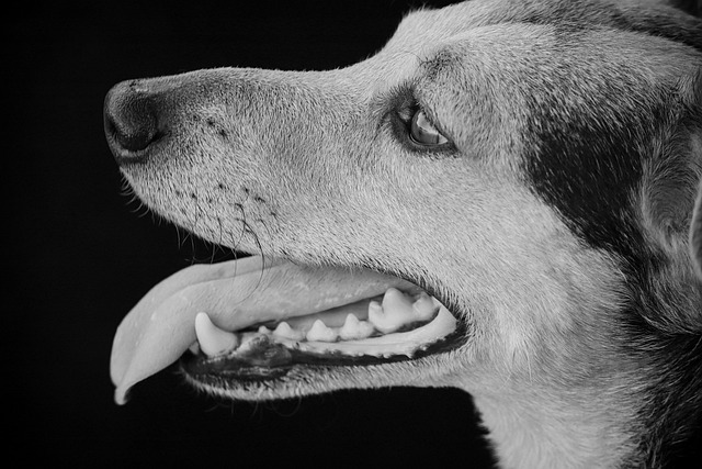 狗 杂交种 黑和白 - 上的免费照片