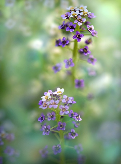 Lobularia Maritima 花朵 Allysum - 上的免费照片