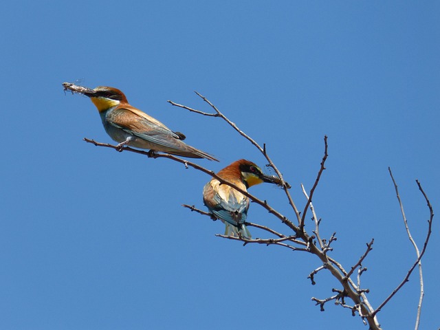 Merops Apiaster 食蜂鸟 蜂鸟 - 上的免费照片