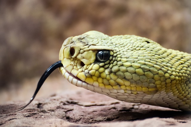 响尾蛇 线 有毒 - 上的免费照片