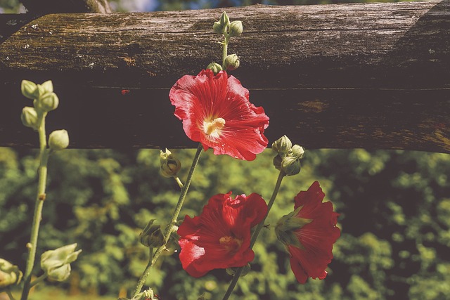 蜀葵 别墅花园 园林植物 - 上的免费照片