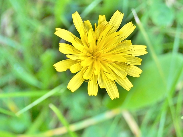 鹰草 黄色 花 - 上的免费照片