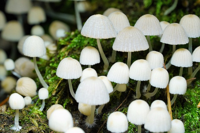 蘑菇 山 Gastromycetidae - 上的免费照片