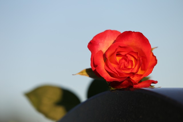红黄玫瑰 蓝天 心脏的纪念碑 - 上的免费照片