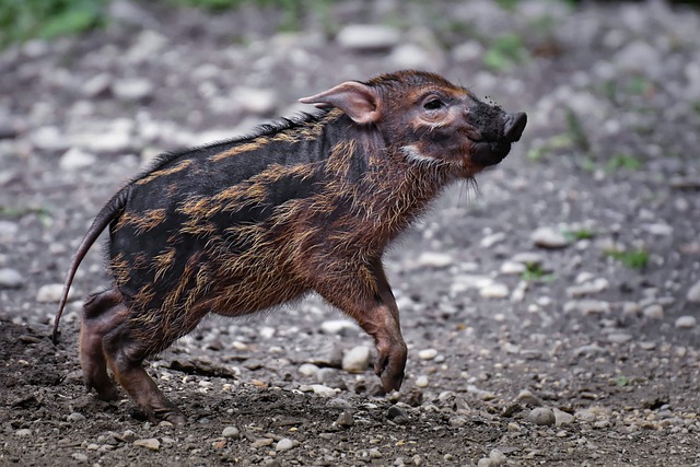 刷耳猪 Potamochoerus Porcus 幼兽 - 上的免费照片