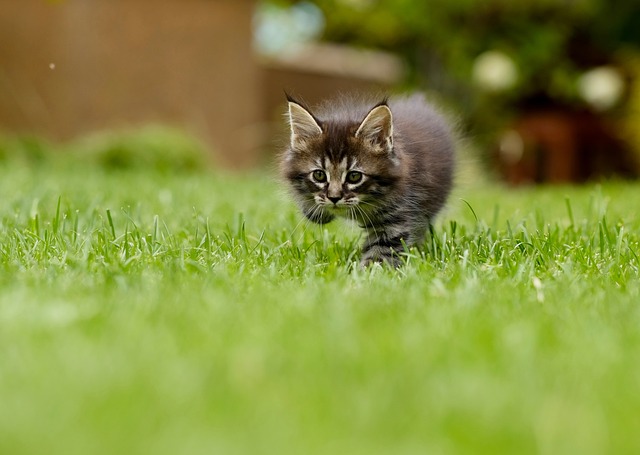 猫 小猫 草 - 上的免费照片
