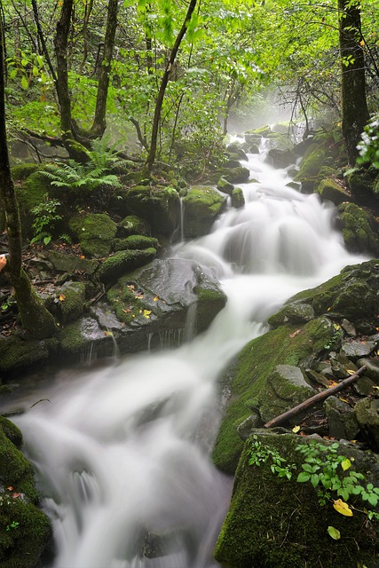 Moss 布鲁克 水 - 上的免费照片