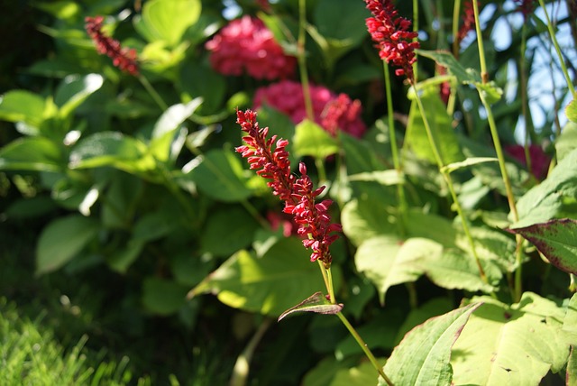 蓼 Persicaria 植物 - 上的免费照片