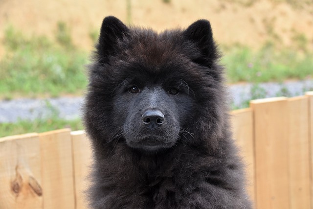 狗 狗Eurasier Eurasier纯种 - 上的免费照片