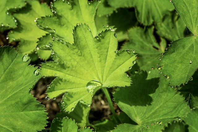 Frauenmantel 药用植物 水滴 - 上的免费照片