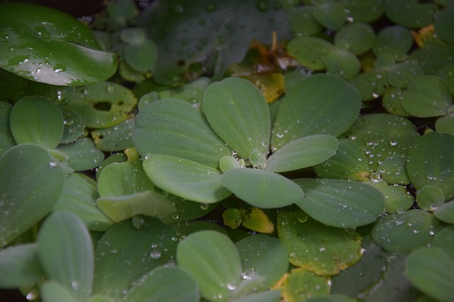 Pistia Stratiotes 蔬菜 - 上的免费照片