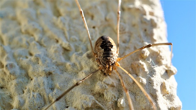蜘蛛 Acheta 家蝇 动物 - 上的免费照片