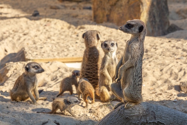 Suricate 可爱 哺乳动物 - 上的免费照片