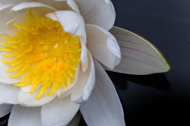 白睡莲 玫瑰 花 - 上的免费照片