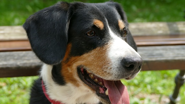 狗 Entlebucher 宠物 - 上的免费照片