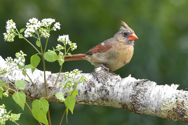 鸟 女红衣主教 自然 - 上的免费照片