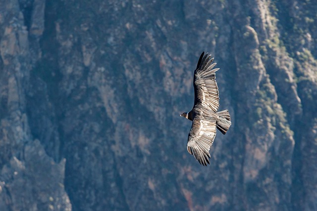 秃鹰 秘鲁 安第斯秃鹰 - 上的免费照片