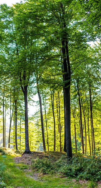 森林 树 自然 - 上的免费照片
