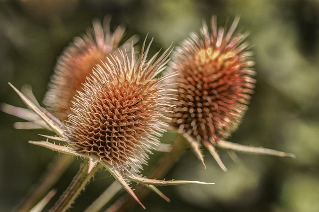 Dipsácus 这续断 植物群 - 上的免费照片