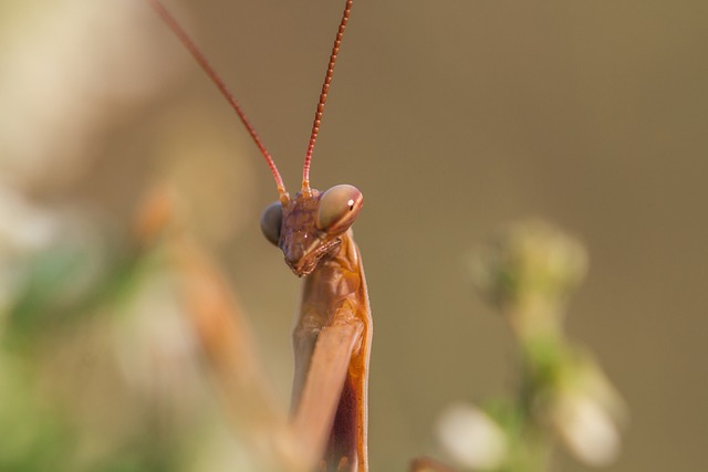 螳螂 螳螂Religosia Mantidae - 上的免费照片