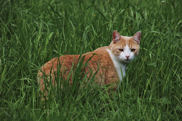 鲁迪 猎人 打猎 - 上的免费照片