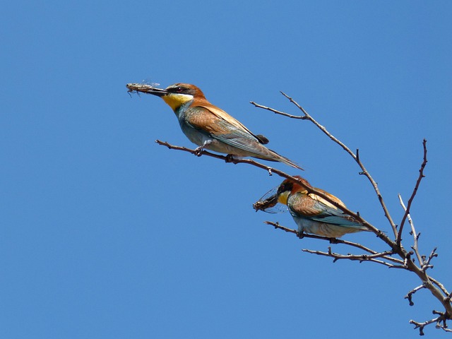 食蜂鸟 Abellerol Merops Apiaster - 上的免费照片