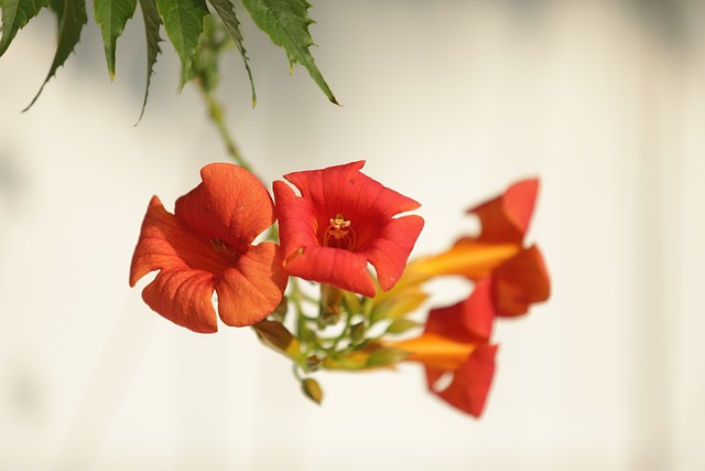 Campsis 花 红色的花 - 上的免费照片