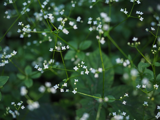 轮-叶Bedstraw 开花 白色的 - 上的免费照片