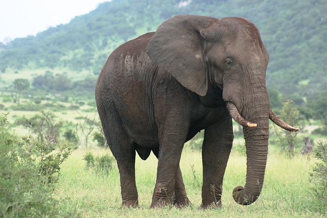 非洲人 大象 公牛 - 上的免费照片