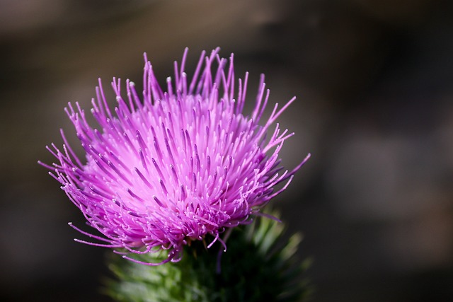 Cirsium 花 蓟 野生植物 - 上的免费照片