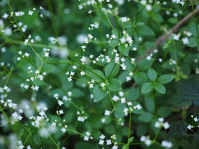 轮-叶Bedstraw 开花 白色的 - 上的免费照片