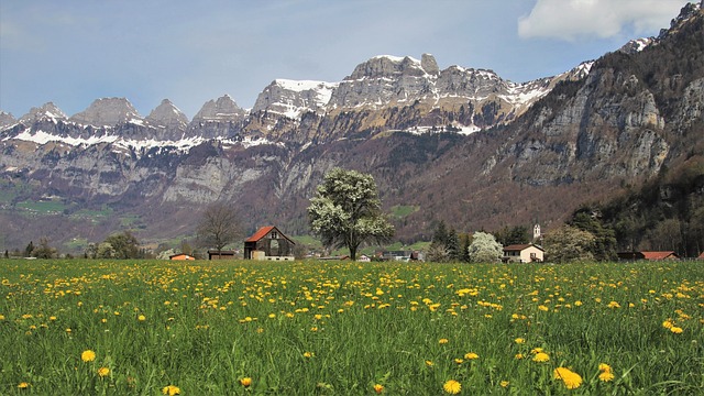 阿尔卑斯山 蒲公英 全景图 - 上的免费照片