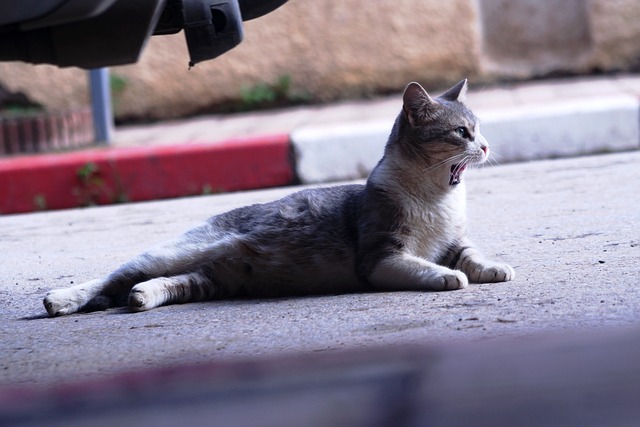 全能的猫 猫 在街 - 上的免费照片