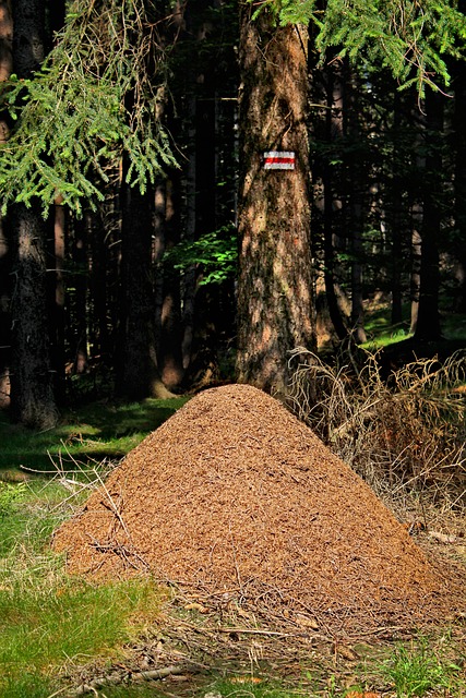 蚁 森林 性质 - 上的免费照片
