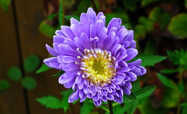 翠菊 花 蓝色 - 上的免费照片