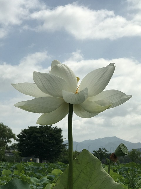 莲花 花 水百合 - 上的免费照片