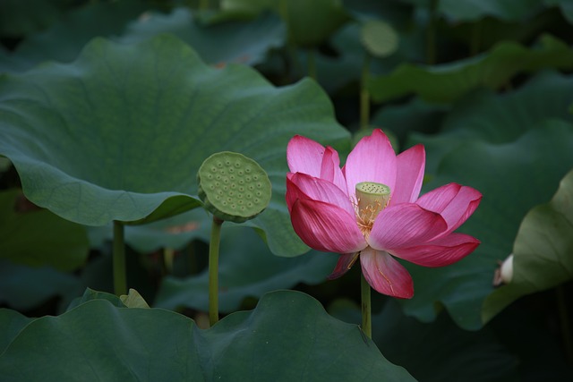 莲花 花 水百合 - 上的免费照片