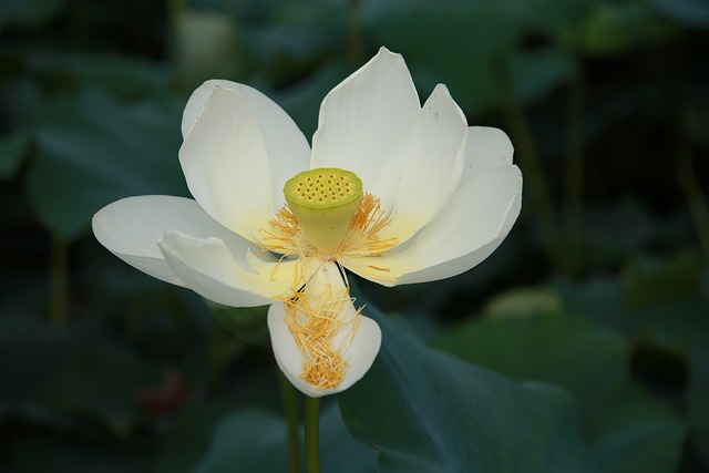 莲花 花 水百合 - 上的免费照片