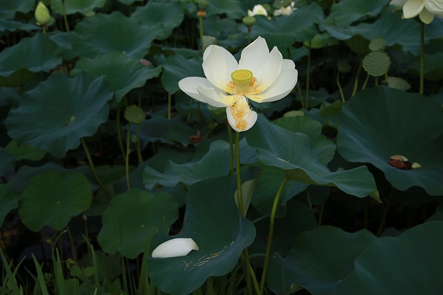 莲花 花 水百合 - 上的免费照片