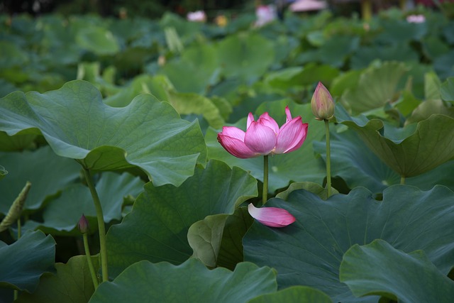 莲花 花 水百合 - 上的免费照片