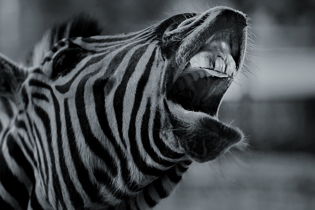 斑马 Zebra 动物 - 上的免费照片