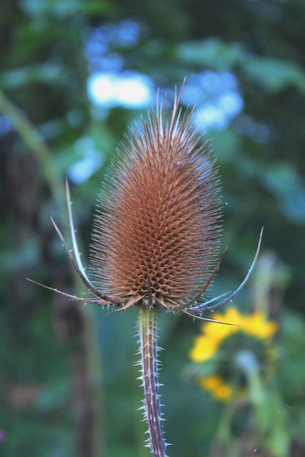 断Fullonum 伟大的Kaardebol 花园 - 上的免费照片