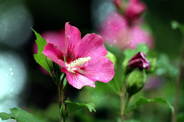 玫瑰 沙仑的玫瑰花 花朵 - 上的免费照片