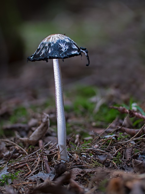 小贩 叮叮当当 墨菇 - 上的免费照片