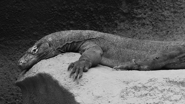 科莫多巨蜥龙 巨蜥Komodoensis 的最大的爬行动物 - 上的免费照片