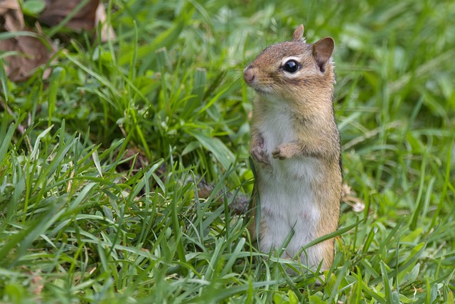 动物 花栗鼠 地松鼠 - 上的免费照片