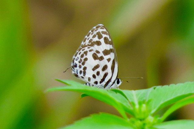 蝴蝶 昆蟲 植物 - 上的免费照片